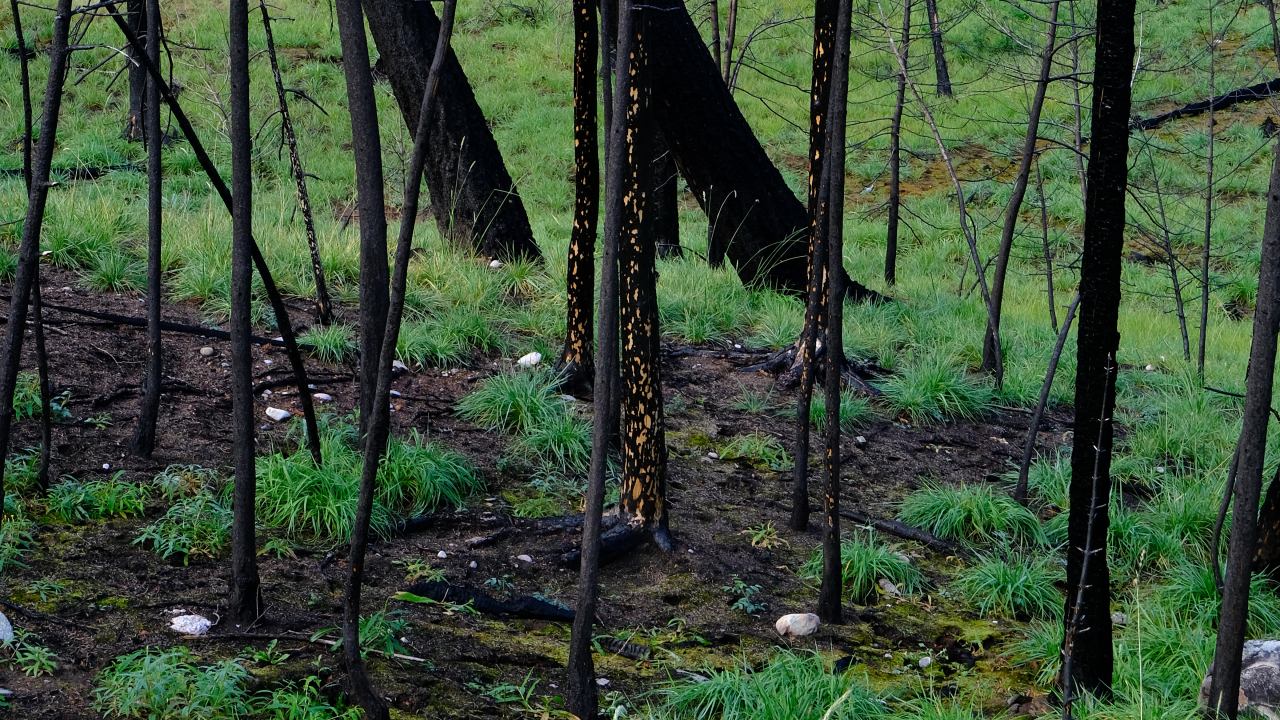 캐나다 알버타 주 재스퍼 풍경