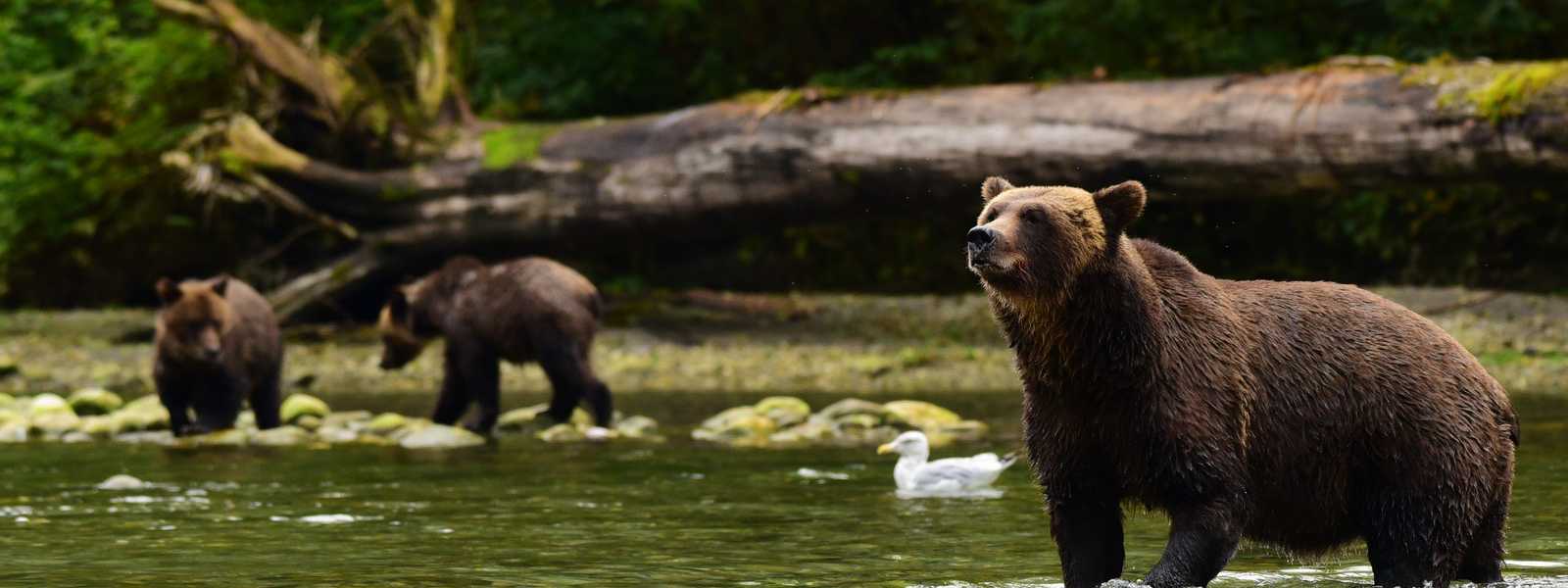 캐나다 그레이트 베어 우림에 서식하는 정령곰