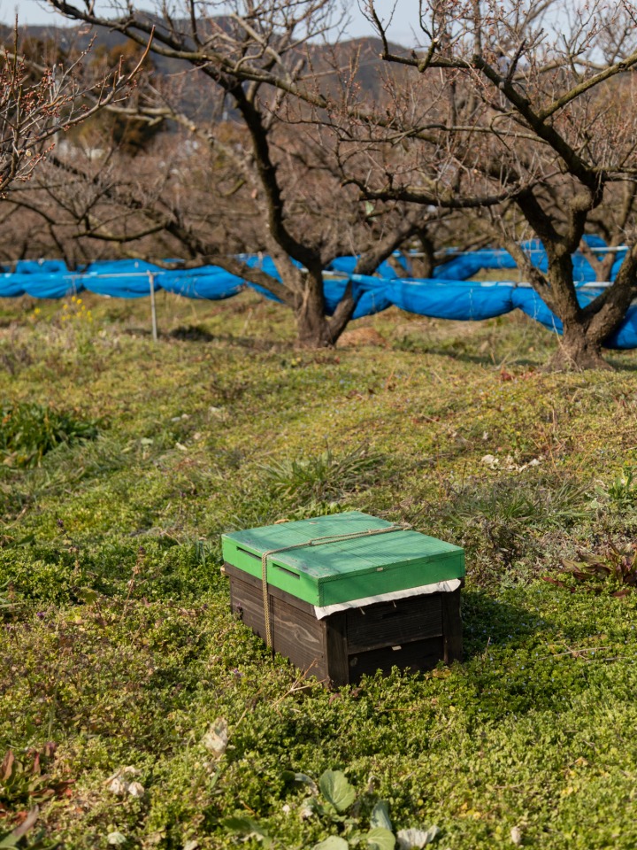생태계를 보존하기 위해 설치해놓은 벌집
