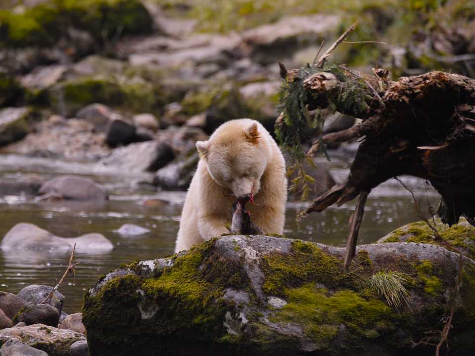 캐나다 그레이트 베어 우림에 서식하는 정령곰