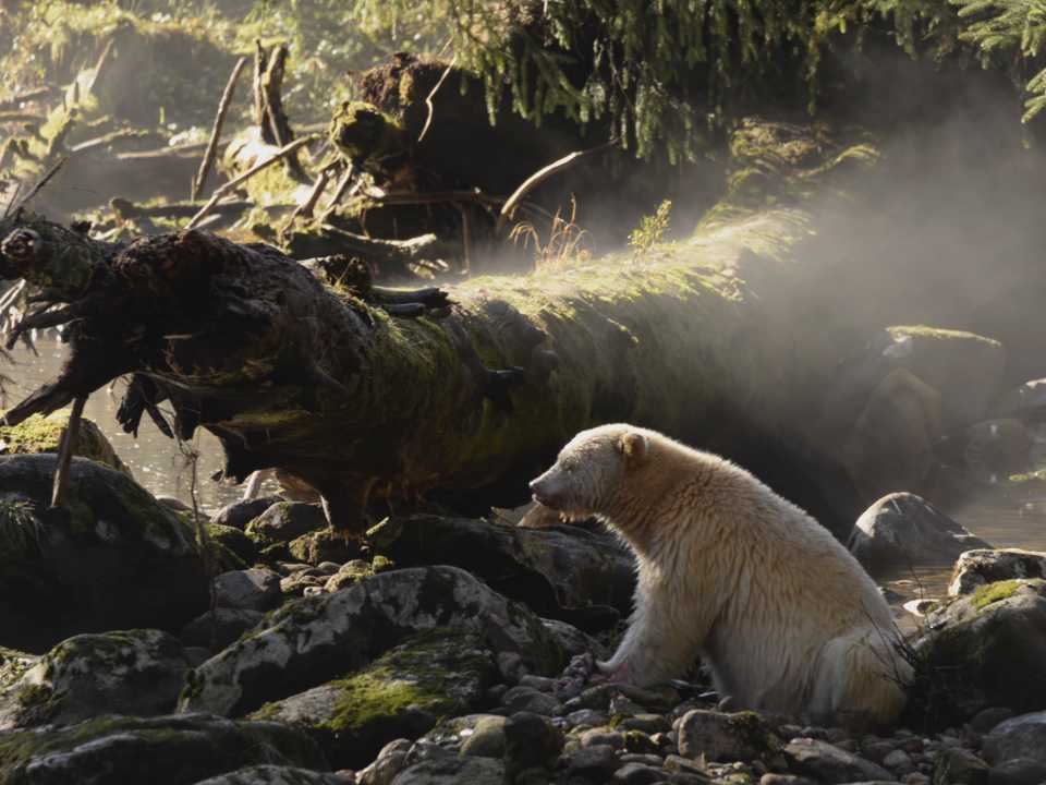 캐나다 그레이트 베어 우림에 서식하는 정령곰 