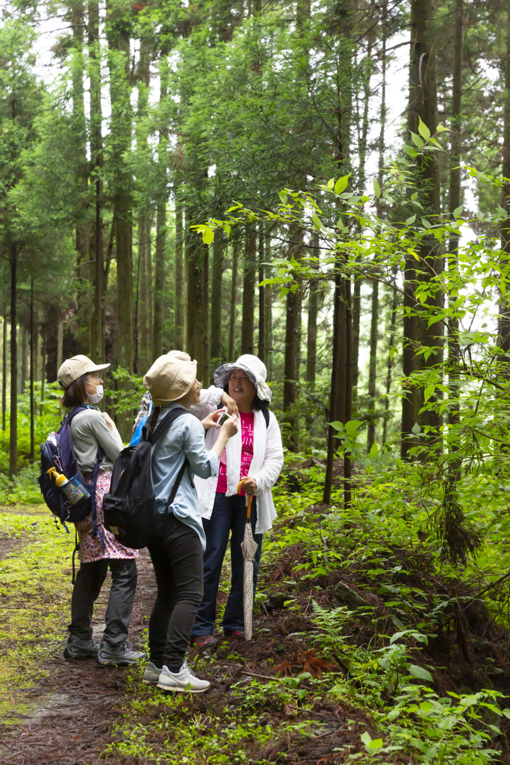 후쿠오카현 츠즈라 계단식 논을 바라보는 숲 힐링 체험 삼림 테라피