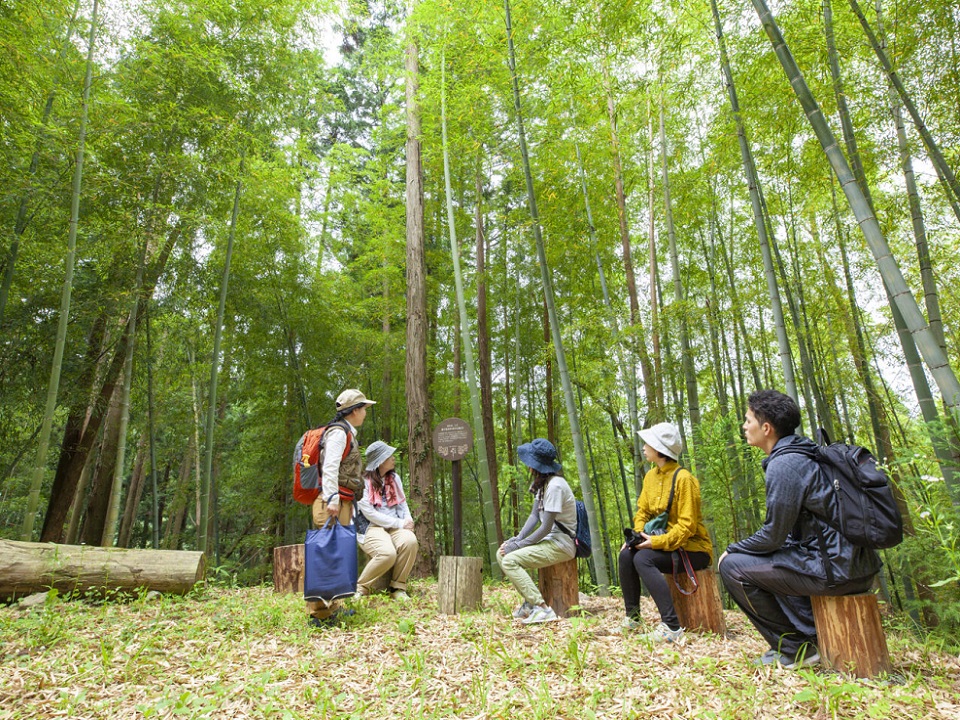 후쿠오카현 츠즈라 계단식 논을 바라보는 숲 힐링 체험 삼림 테라피
